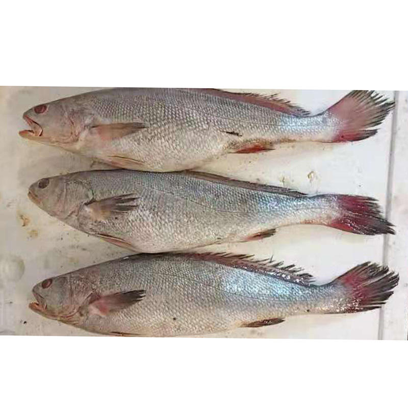 鮮活水產(chǎn)品市場動(dòng)態(tài)與乳山熟食麻辣海鮮罐頭價(jià)格行情解析